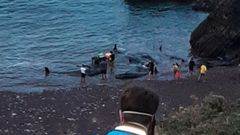 Liberaci�n de varios calderones varados en la playa de Mor�s, en Carre�o