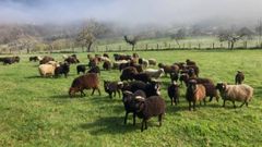 El rebao de ovejas de la holandesa Cecilia Van Berkum