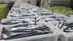 Xarda en la lonja de Burela, referente de Galicia y del Cant�brico en esa pesqueria
