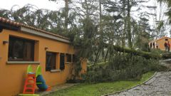 �rbol derribado en Negreira. Foto: XOAN A. SOLER