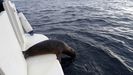 Reintroducci�n de la foca gris encontrada en noviembre en la costa asturiana