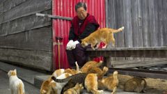 Apenas un pu�ado de ancianos siguen viviendo en Aoshima, que est� a 30 minutos en ferri de la costa de Ehime, y que recibe visitas de un d�a de curiosos que quieren conocer la que ya se conoce como Isla de los Gatos.