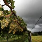 El 56 % de las plantaciones de vi�edo amparadas por R�as Baixas se ubican en O Saln�s. 