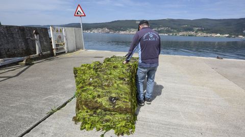 Pacas de algas prensadas retiradas de los bancos marisqueros de la r�a de Pontevedra