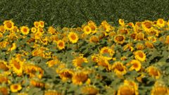 Un campo de girasoles en la localidad de Grebeni, en Ucrania