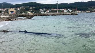 Una cr�a de ballena lleg� viva el pasado diciembre a Esteiro, en el interior de la r�a de Muros-Noia.