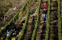El fin de la temporada de vendimia ha provocado la p�rdida de trabajos en la agricultura. 