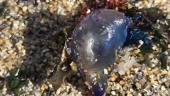 Uno de los ejemplares retirados este viernes en la playa de Bens