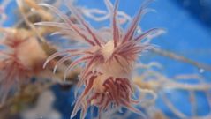 Una de las especies que document� el investigador