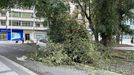 Un árbol se desploma sobre un coche en Cuatro Caminos