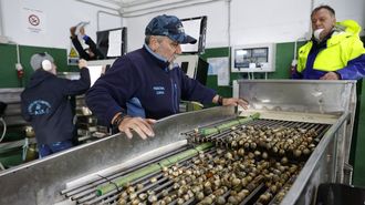 Seleccin de almeja y berberecho recogido por los mariscadores de la ra de Pontevedra esta semana