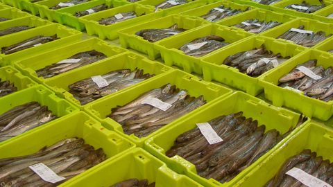 En el podero pesquero de Celeiro y Burela es determinante la merluza de Gran Sol, pues de cada diez que se venden en Galicia siete salen de Burela y Celeiro, donde se tom esta imagen de archivo