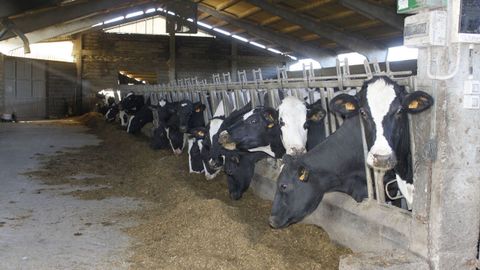 Imagen de vacas frisonas en una explotaci�n l�ctea