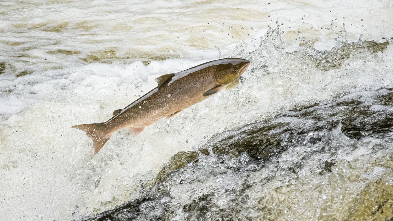 El Comité Científico dictamina a favor de catalogar el salmón como especie en peligro