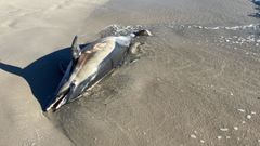Imagen de uno de los ejemplares varados en la costa barbanzana este a�o, concretamente en el mes de agosto en Carnota
