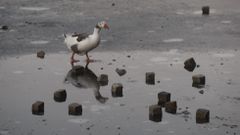 Polluelos sobre el hielo en Monforte
