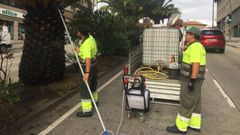 Fumigaci�n de palmeras en la ronda de Nelle