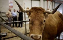 La tasa por vacas y becerros cebados es de 5,50 euros y por terneros de de recr�a, 2,50. 