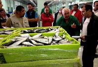 Ayer se subastaron en A Coru�a 7.000 kilos de sardina; hace justo a�o antes se hab�an rulado 16. 