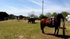 Numerosas monturas participaron en la Feria Cabalar de Abegondo