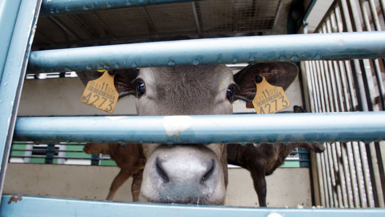 Herido un trabajador del mercado de ganado de Santiago al que una vaca le soltó una coz