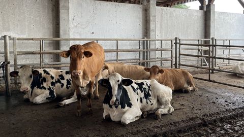 Ejemplares de Rubia Galega conviven con el ganado lechero en la granja del Centro de Investigacins Agrarias de Mabegondo