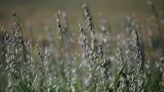 Plantaci�n de avea moura