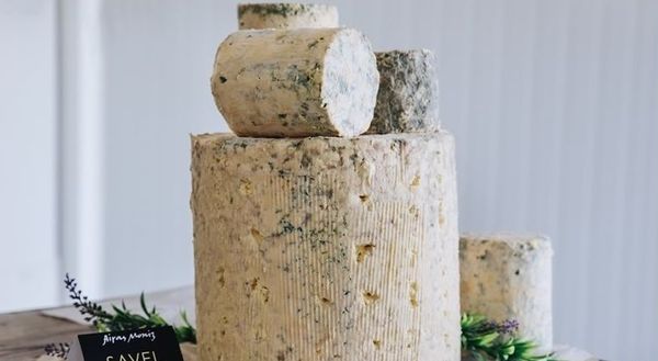 El queso azul Savel, de Airas Moniz, elaborado en Chantada