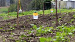 Foto de archivo del a�o 2017 de una plantaci�n de patatas en A Mari�a con trampas para la polilla guatemalteca
