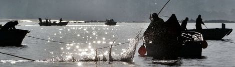 Este a�o, con Os Lombos cerrados a cal y canto, los mariscadores concentran su faena en el banco de O Boh�do, donde el producto es de excelente calidad. 