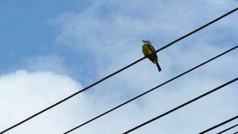 Ave posada sobre un tendido elctrico poste elctrico