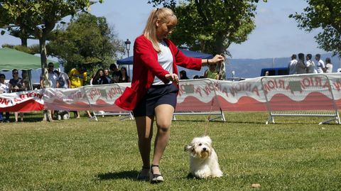 Foto de archivo de un concurso canino.