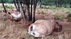 Las dos vacas estaban casi juntas y bajo unos �rboles