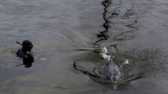 Uno de los buzos intenta acercarse al delf�n.