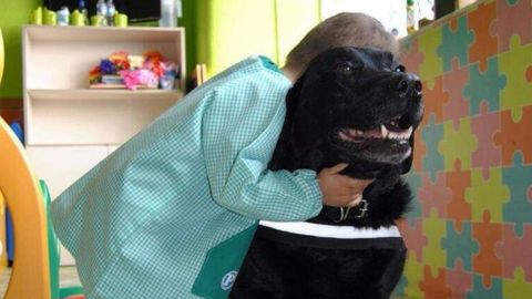 Perro de la asociaci�n TEA terapias con labradores durante un taller en un colegio