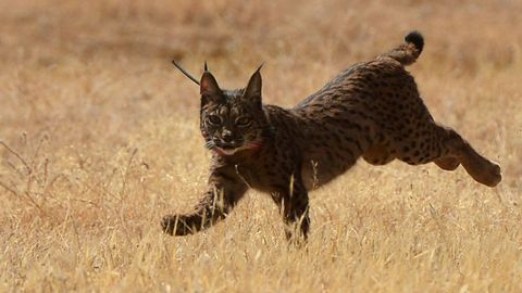 Imagen de archivo de un lince ib�rico