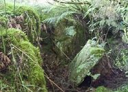 <span lang= es-es >Plantaciones y alteraciones.</span> Pinos en la m�moa de Cabeza do R�o (a la izquierda), roderas de las m�quinas forestales (arriba) y m�moa de Restelo da�ada (abajo) y. 