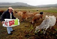 Vaqueiro resalta que en el monte no queda pasto para las vacas tras este verano tan caluroso.