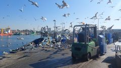 Imagen del puerto pesquero de Matosinhos, repleto de gaviotas.