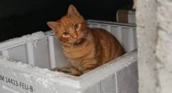 El gato se cay� al r�o L�rez el pasado 4 de diciembre