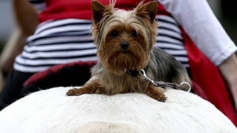 Un perro de la raza yorkshire