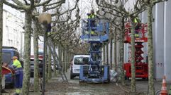Operarios de jardines podando los árboles de la avenida de Esteiro, en una foto de archivo.
