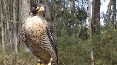 Halc�n peregrino (Falco peregrinus)