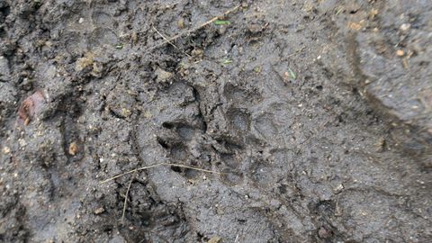 Huella de lobo en una foto de archivo