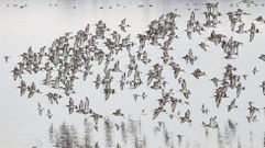 Aves migratorias en una anterior invernada en la ra de Arousa
