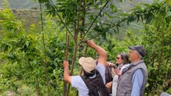 Voluntarios de diversas localidades gallegos participaron en los trabajos de injerto en los castaos del souto de Froxn