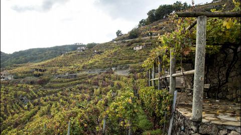 Vi�as pintadas de diversas tonalidades en Chantada