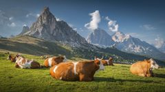 Vacas en los Alpes