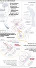 As� es la enfermedad