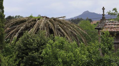 Foto tomada esta semana en el rea metropolitana de Santiago de una palmera atacada por el picudo rojo, un coleptero que se ceba especialmente con los machos de la palmera canaria